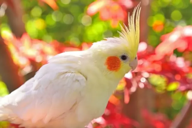 オカメインコの脂粉対策