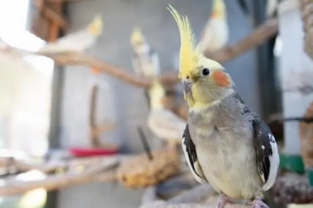 オカメインコの脂粉対策