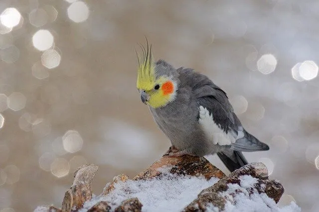 オカメインコの脂粉対策