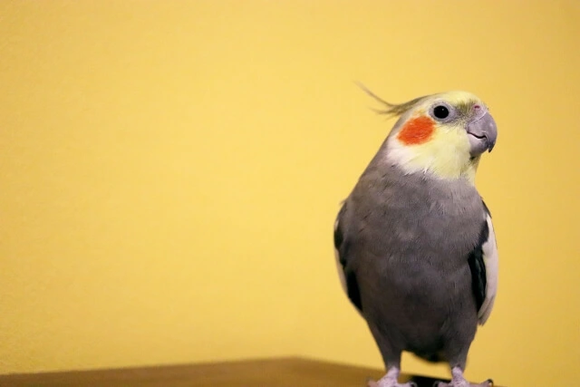 オカメインコの脂粉対策