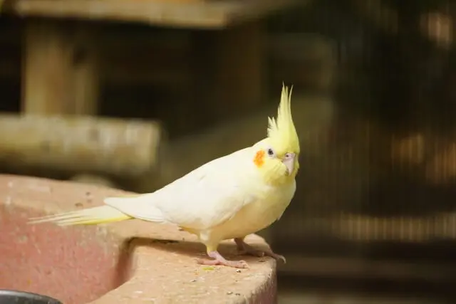 インコが逃げた