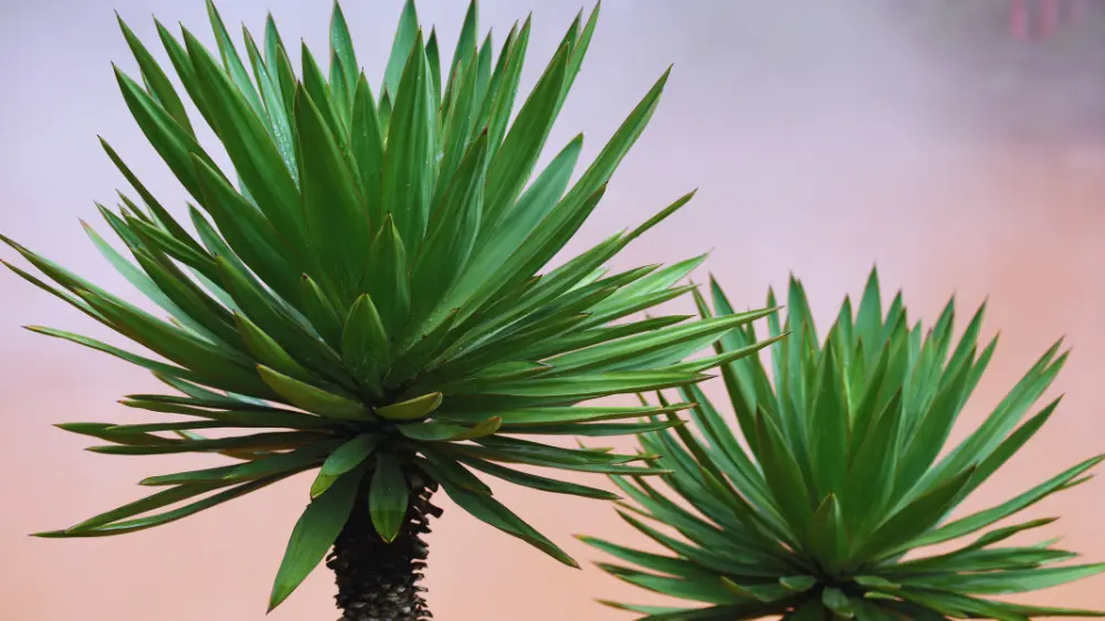 観葉植物のヤシの木