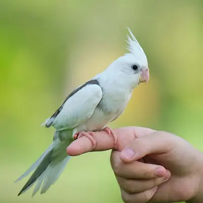 インコが逃げた