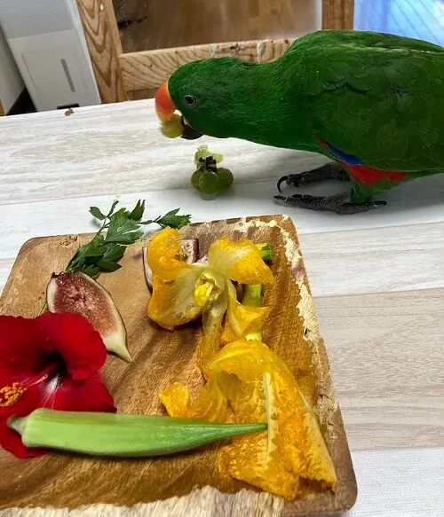 インコの餌の野菜