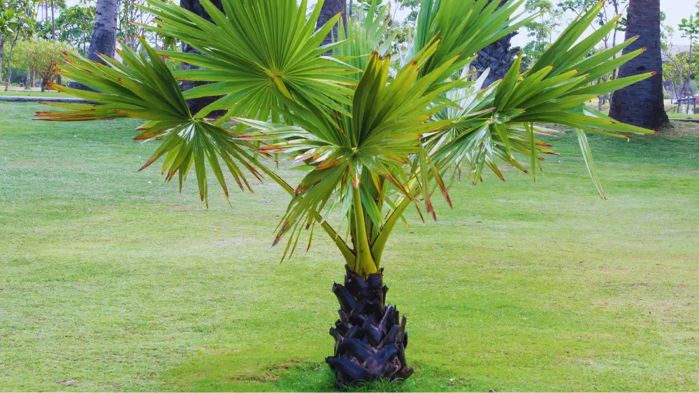 観葉植物のヤシの木