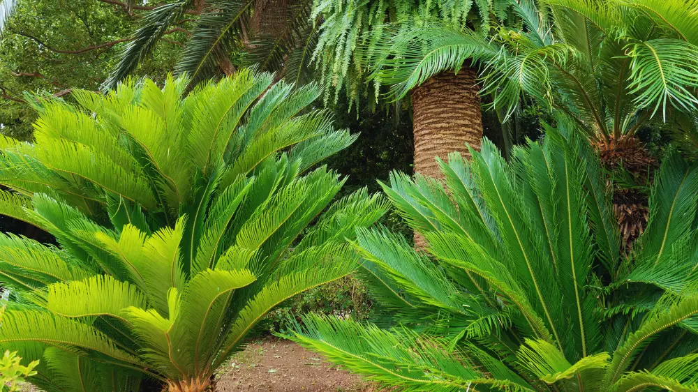 観葉植物のヤシの木