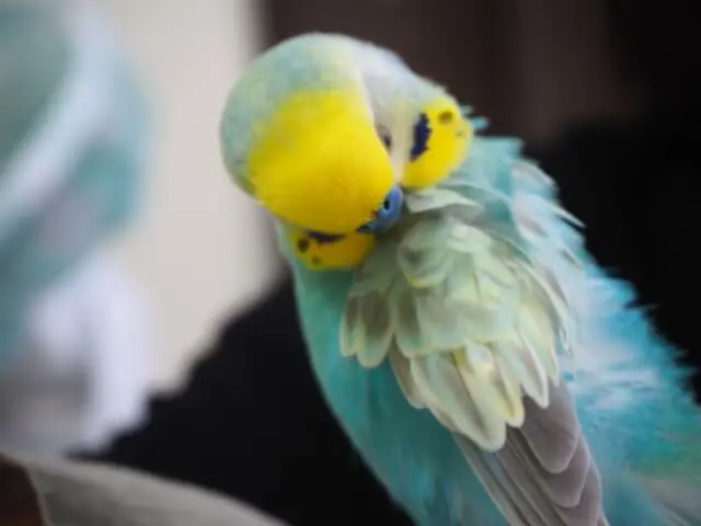 インコのクリッカートレーニング