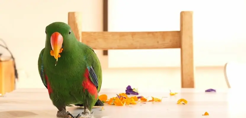 インコの餌の野菜