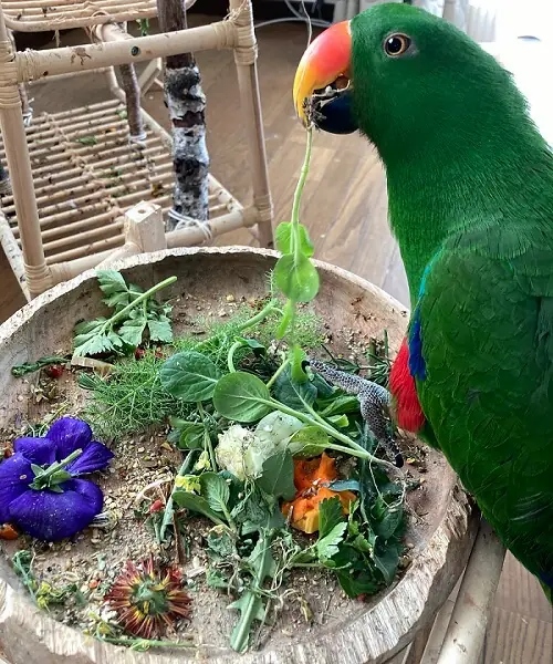 インコの餌の野菜