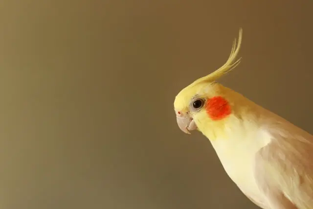 インコが逃げた