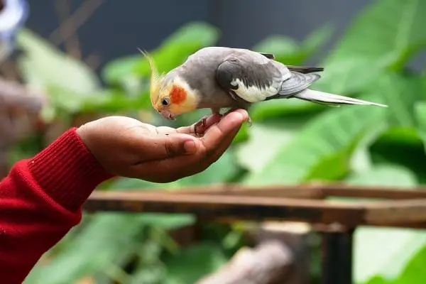 インコが逃げた