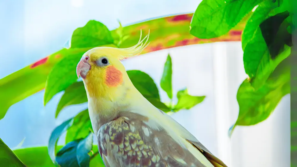 インコの温度計おすすめ