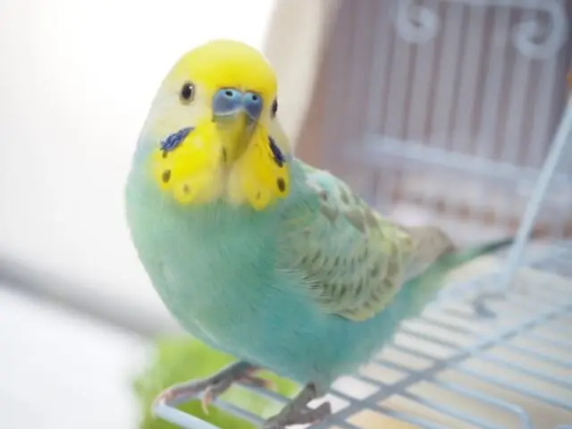 インコのクリッカートレーニング