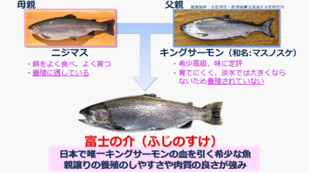 富士の介の特徴