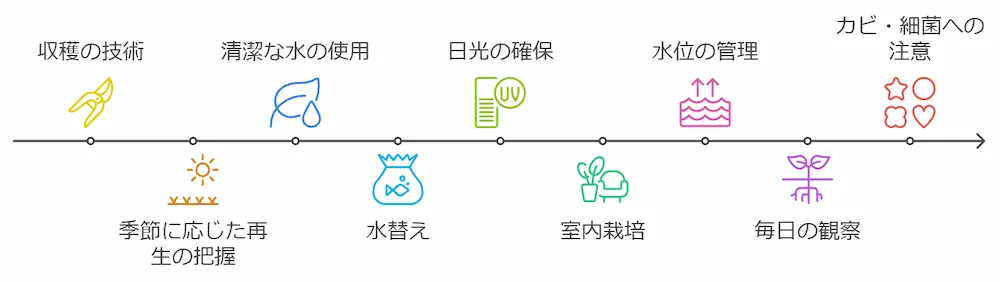 豆苗の再生は何回