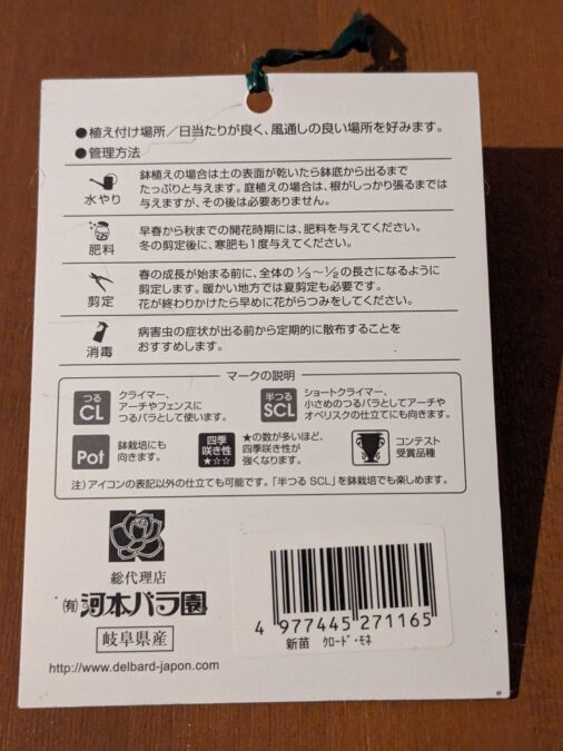 バラ　クロードモネ　新苗